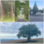 Landschaft Nordspanien, Jakobsweg, Camino del Norte, Boimorto, O Pino, Graffiti, Straßen,  Baum